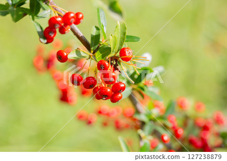 Close-up of a fruiting shrub called Pyracantha coccinea. Firethorn berries, rosaceae evergreen shrub. Dog apple, China, the scarlet, European species or red firethorn. Small, bright red berries. 127238879