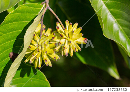 Happy tree (Camptotheca acuminata) close up. Called Cancer tree and Tree of life also. The fruits look like small bananas. 127238880