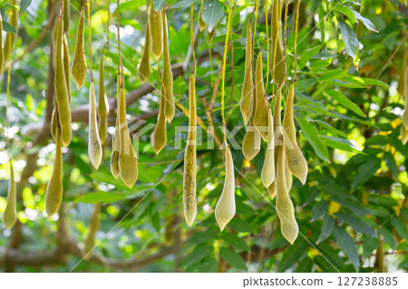the pod that contains the seeds of the wisteria. Wisteria fruits on a branch in the garden close-up. 127238885