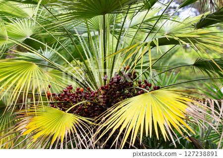 Bunch of dates. Healthy raw fresh fruits on a palm tree. Summer harvest. Vegan, vitamin, natural dessert. Yellow sweet fruits. palm trees, dates, sun, sky Bunch of dates. Healthy raw fresh fruits on a palm tree. Summer harvest. Vegan, vitamin, natural dessert. Yellow sweet fruits. palm trees, dates, sun, sky 127238891