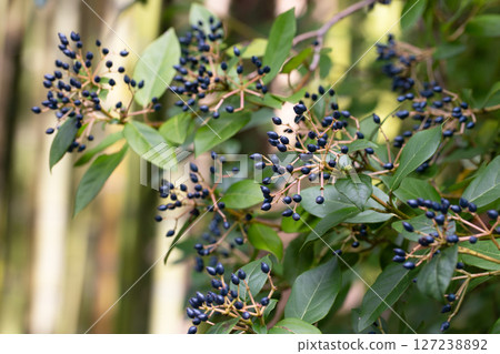 Viburnum tinus, the laurustinus, laurustine or laurestine. Blue viburnum fruits on a branch, close-up. Natural berry background. Viburnum tinus, the laurustinus, laurustine or laurestine. Blue viburnum fruits on a branch, close-up. Natural berry background. 127238892