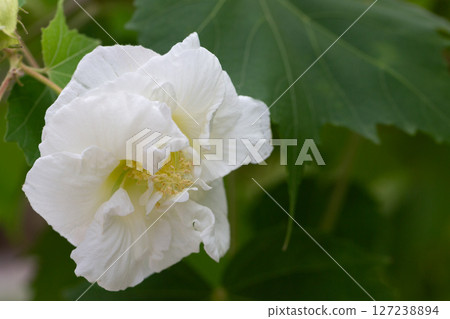 bright large white flowers of Hibiscus mutabilis, in the garden, also known as the Confederate rose, Dixie rosemallow, cotton rose or cotton rosemallow. Summer floral background. bright large white flowers of Hibiscus mutabilis, in the garden, also known as the Confederate rose, Dixie rosemallow, cotton rose or cotton rosemallow. Summer floral background. 127238894