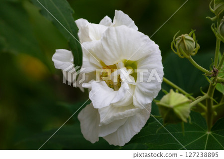 bright large white flowers of Hibiscus mutabilis, in the garden, also known as the Confederate rose, Dixie rosemallow, cotton rose or cotton rosemallow. Summer floral background. 127238895