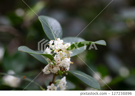 False holly ( Osmanthus heterophyllus ) flowers close up. Oleaceae Dioecious evergreen tree. Sweet-scented white florets bloom from October to December. 127238896