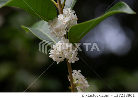 Osmanthus fragrans macro. Small white flowers on a branch in the garden selective focus. The fragrance of osmanthus flowers is used in perfumery. 127238901
