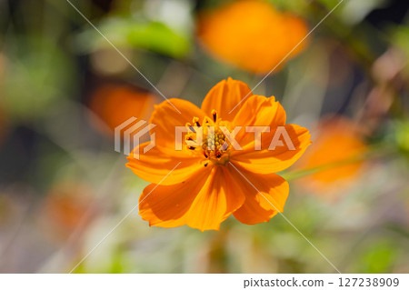 Callicarpa bodinieri the beautiful, or Beaudinier's beauty. A beautiful flower with orange petals in the garden on a blurred background. 127238909