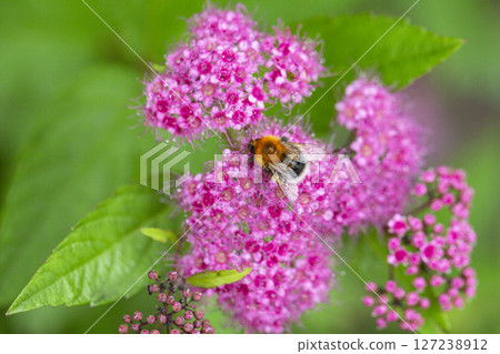 Blooming Spiraea japonica 'anthony waterer' in summer garden. Pink cluster flowers 127238912