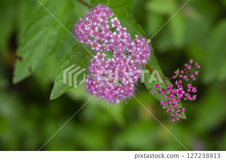 Blooming Spiraea japonica 'anthony waterer' in summer garden. Pink cluster flowers 127238913