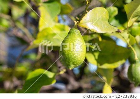green-yellow lemon on a branch in the garden on a sunny day. green-yellow lemon on a branch in the garden on a sunny day. 127238936