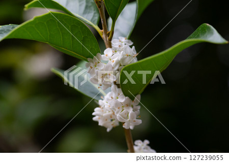 Osmanthus fragrans macro. Small white flowers on a branch in the garden selective focus. The fragrance of osmanthus flowers is used in perfumery. 127239055