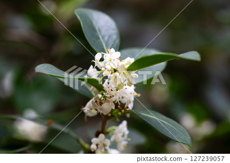 False holly ( Osmanthus heterophyllus ) flowers close up. Oleaceae Dioecious evergreen tree. Sweet-scented white florets bloom from October to December. 127239057