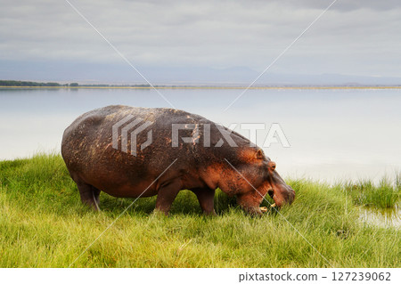 河馬 127239062