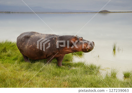 Hippopotamus 127239063
