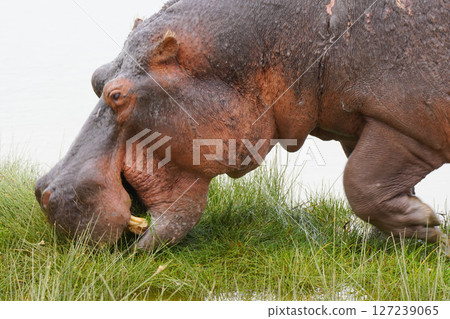 Hippopotamus 127239065