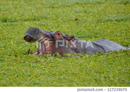 Hippopotamus Hippopotamus 127239070