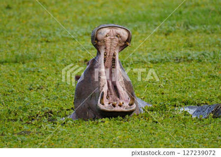 Hippopotamus 127239072