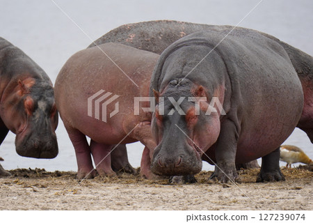 Hippopotamus Hippopotamus 127239074