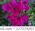 pink flower in garden 127239263