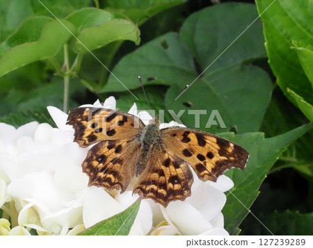 一隻北方海軍上將蝴蝶停在白色繡球花上的特寫（站立的蝴蝶和繡球花） 127239289
