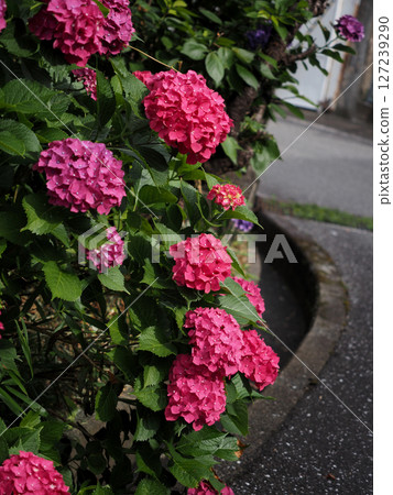 沐浴在淡淡陽光下的紅色繡球花（盛開在源內山蜿蜒的山坡上的繡球花） 127239290