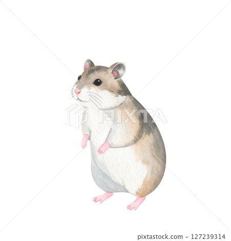 Cute Djungarian hamster illustration material 127239314