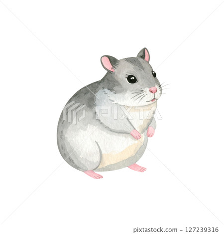 可愛的倉鼠插畫素材 127239316