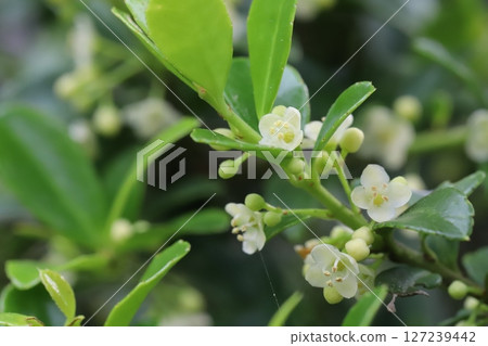 Boxwood with small white flowers and green glossy leaves blooming in a spring garden 127239442
