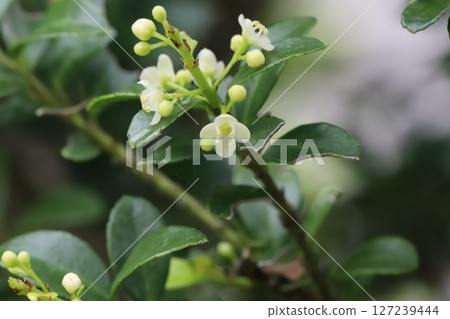 Boxwood with small white flowers and green glossy leaves blooming in a spring garden 127239444