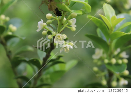 Boxwood with small white flowers and green glossy leaves blooming in a spring garden 127239445