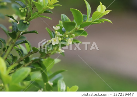 Boxwood with small white flowers and green glossy leaves blooming in a spring garden 127239447