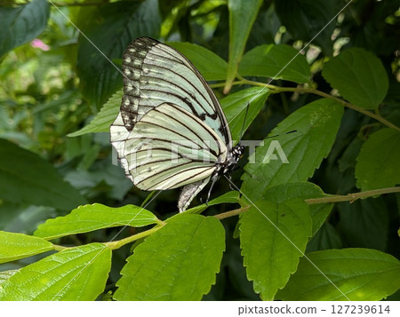 Butterfly that sticks to the leaves 127239614