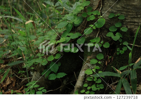 Leaves of a plant growing on the roots of a tree Leaves of a plant growing on the roots of a tree 127239718