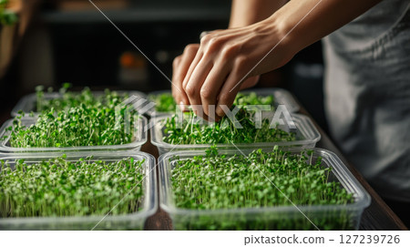 Harvesting fresh microgreens in plastic containers 127239726