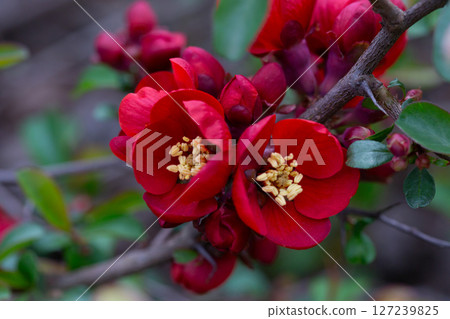 Plant of flowering wild Japanese quince (Chaenomeles japonica) on a sunny day. Lot of beautiful red flowers of Japanese quince as natural background Plant of flowering wild Japanese quince (Chaenomeles japonica) on a sunny day. Lot of beautiful red flowers of Japanese quince as natural background 127239825