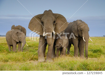 African elephant 127239845