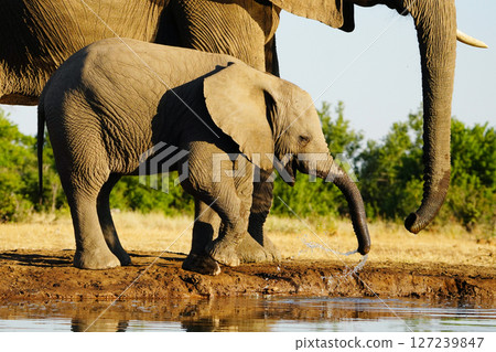 非洲大象 127239847