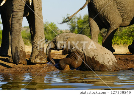 非洲大象 127239849