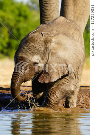 African elephant 127239851