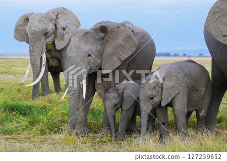 非洲大象 127239852