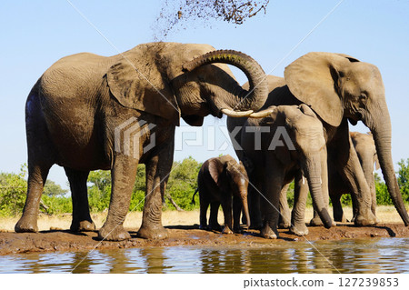 非洲大象 127239853