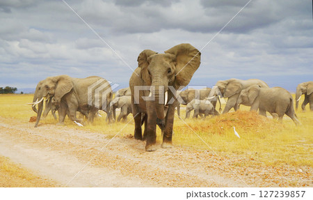 African elephant 127239857