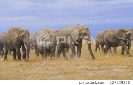 African elephant African elephant 127239858