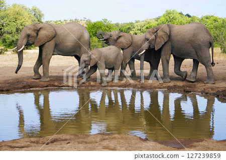 African elephant African elephant 127239859