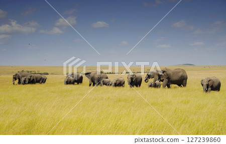 African elephant 127239860