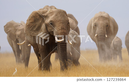 African elephant 127239864
