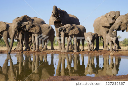African elephant 127239867