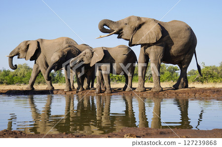 African elephant 127239868