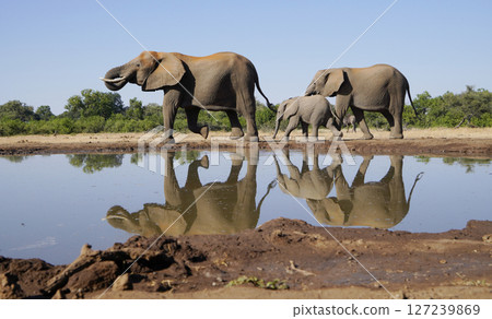 African elephant 127239869