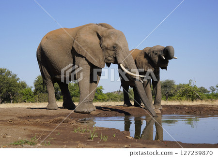 African elephant 127239870