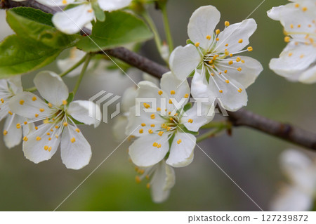 Macro White cherry blossoms on a branch in the garden, also known as cherry blossoms. Cherry blossom tree, selective focus. Macro White cherry blossoms on a branch in the garden, also known as cherry blossoms. Cherry blossom tree, selective focus. 127239872